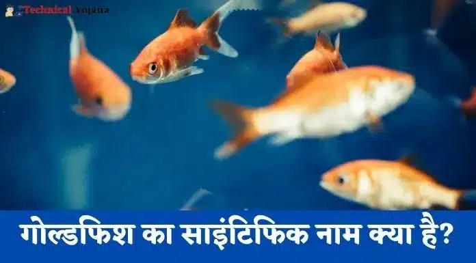Goldfish Ka Scientific Naam In Hindi